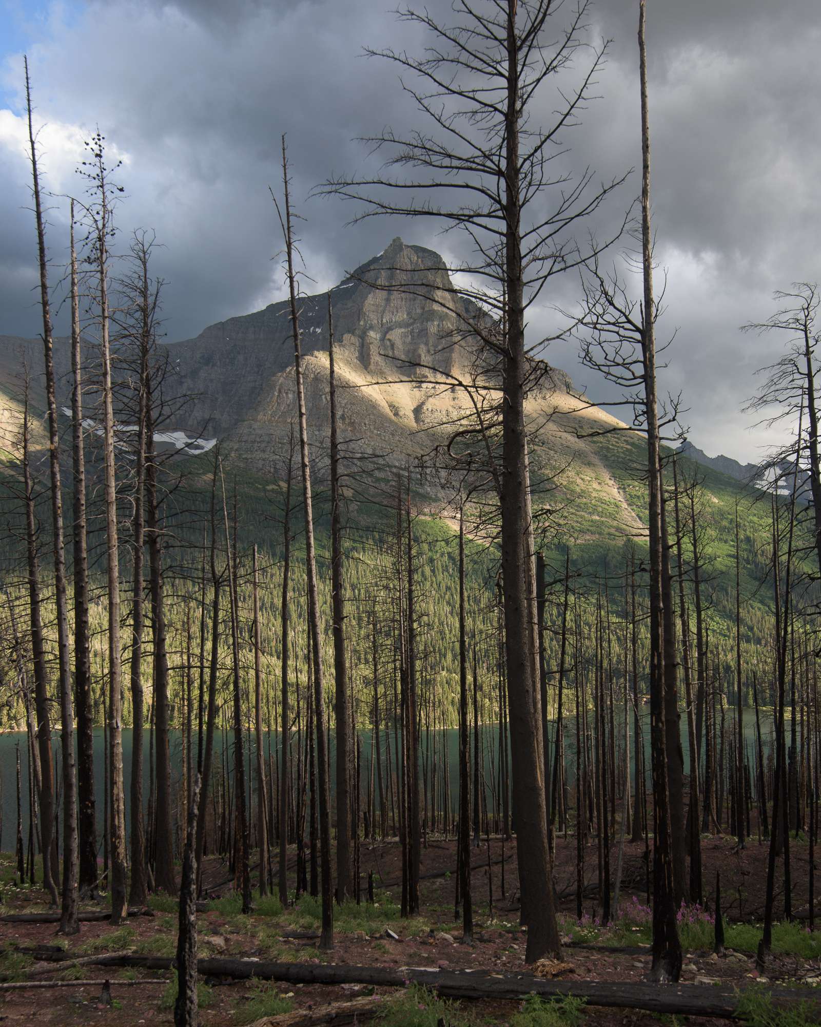 Devastated zone glacier national park