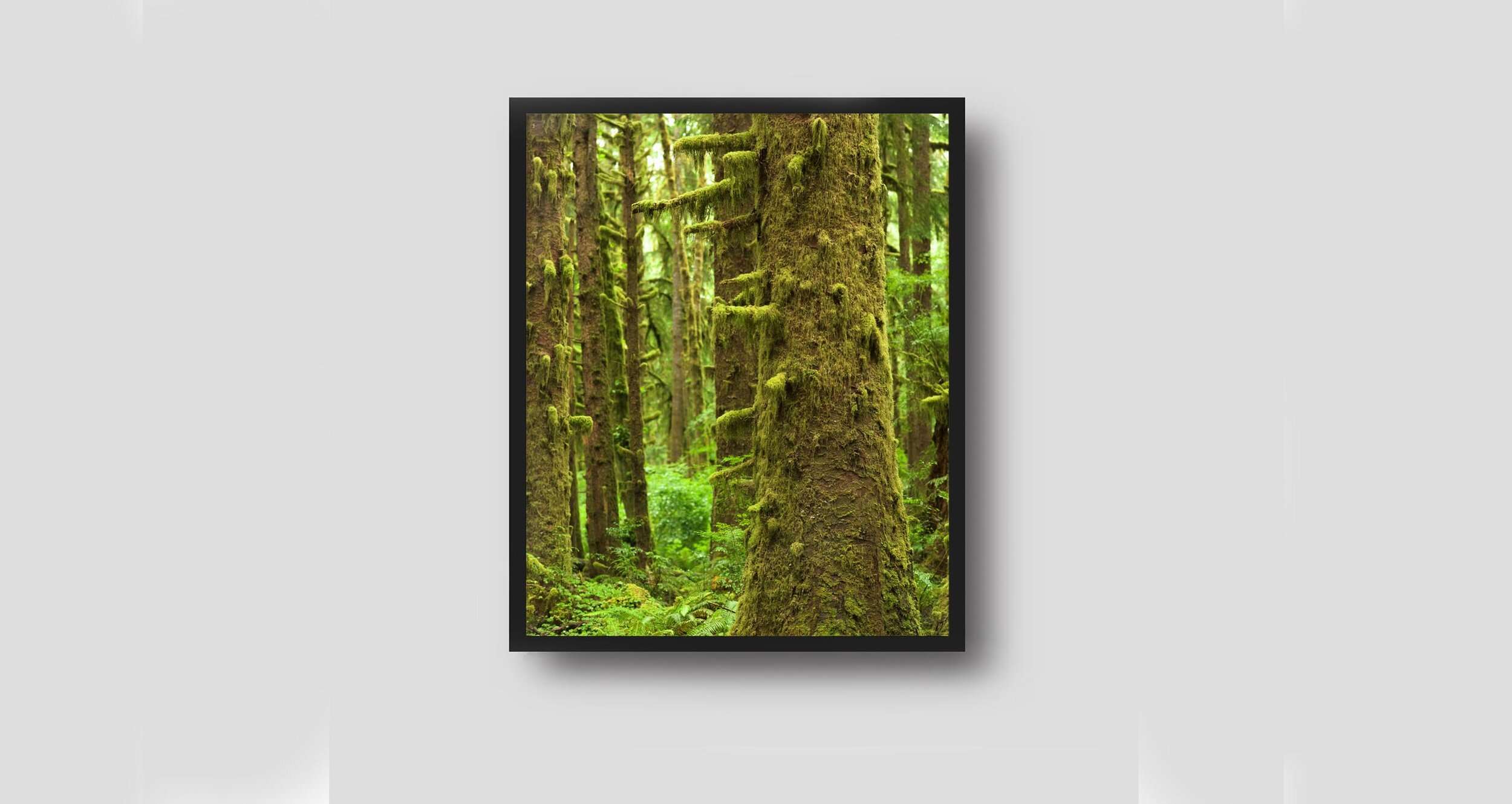 Fairytales - Products Olympia National Park Photography Framed Olympia-national-park-photography-framed. Jpg