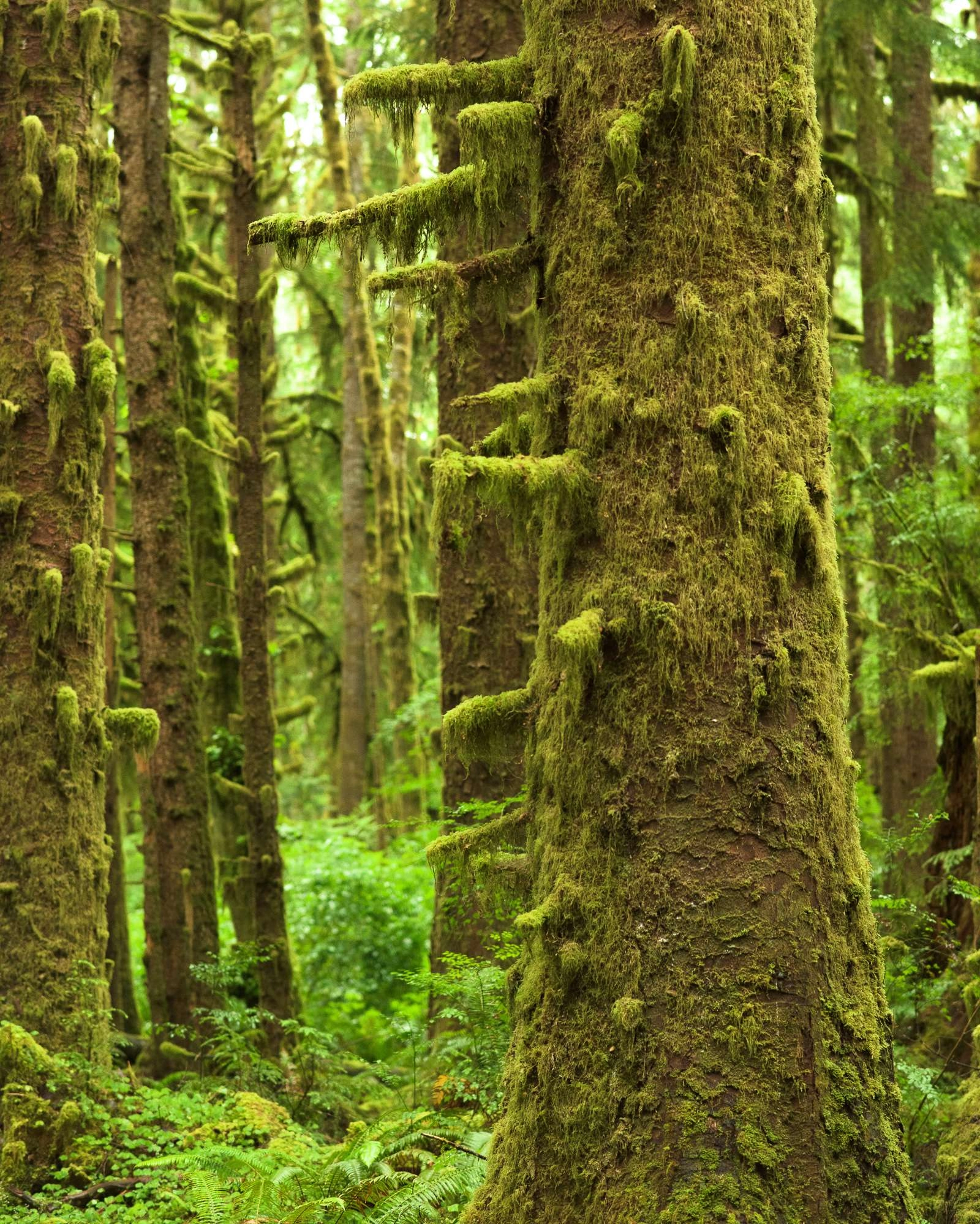 Olympic national park trees