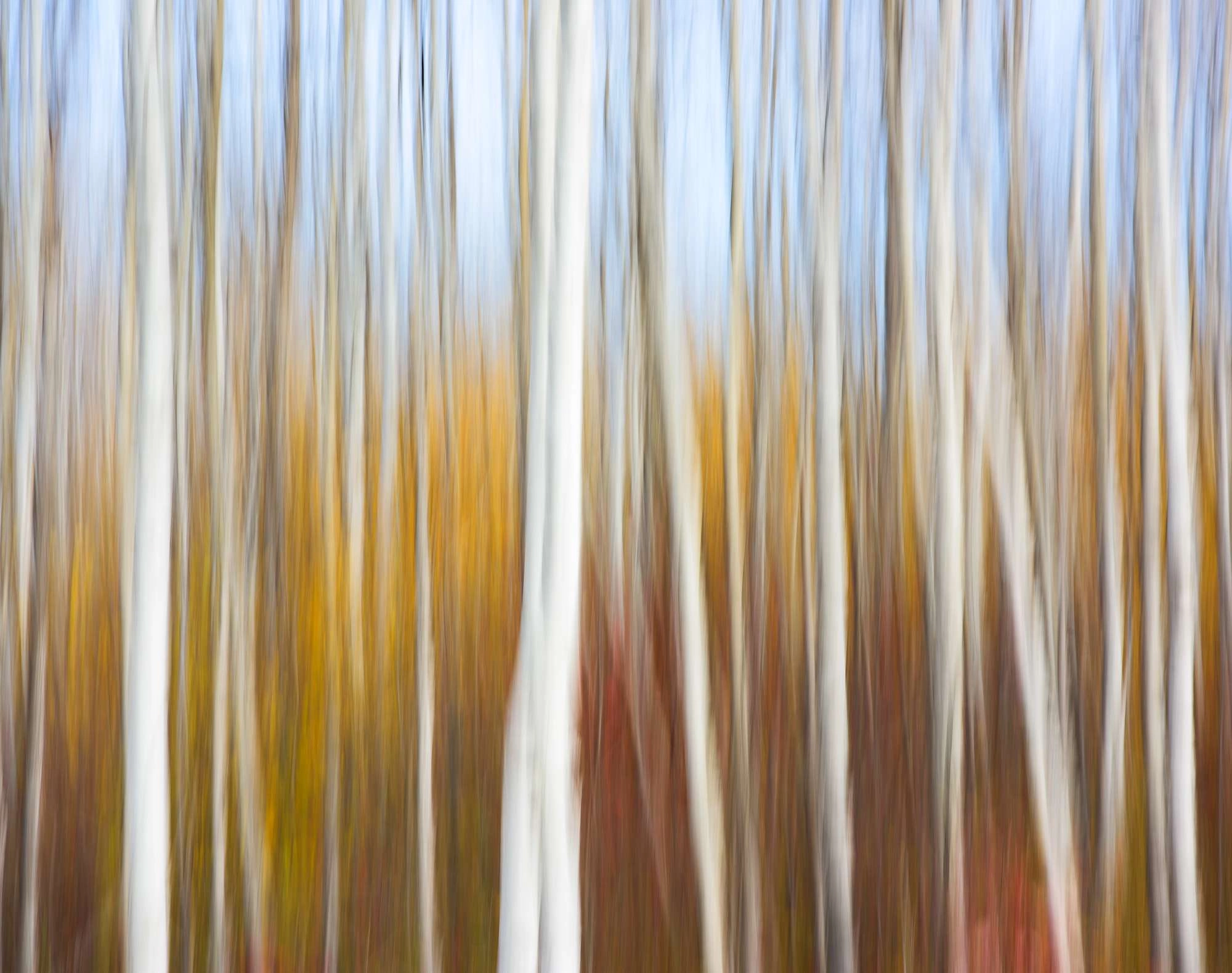 Abstract birch trees