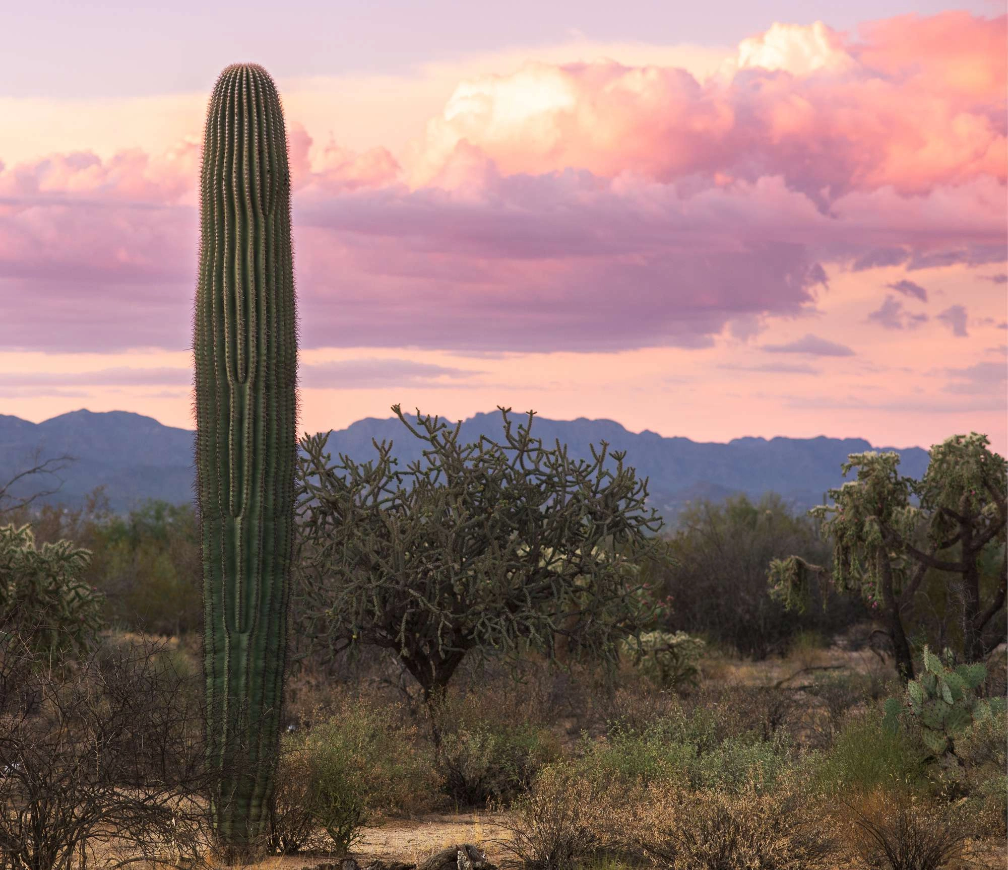 Tucson desert
